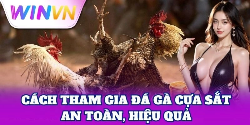 Cách tham gia Đá Gà Cựa Sắt an toàn, hiệu quả